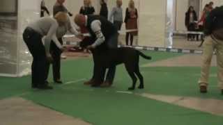 Międzynarodowa Wystawa Psów Rasowych CACIB Cane Corso [upl. by Schott]