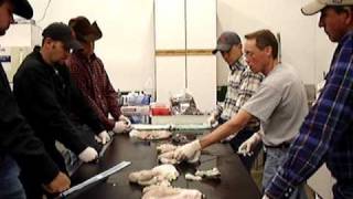 Thawing and Transferring Cattle Embryos Class Video [upl. by Ardelle]