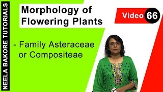 Morphology of Flowering Plants  NEET  Family Asteraceae or Compositeae  Neela Bakore Tutorials [upl. by Guthry]