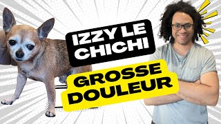 Izzy le chihuahua a une grosse douleur de dos [upl. by Joellen]