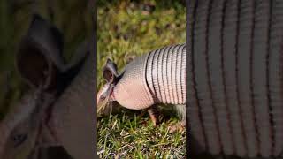 Nina amp Max Teach Kids About Armadillos 🦔 Cool Armadillo Facts for Kids [upl. by Loux]