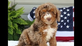 Mini Bernedoodle Puppies for Sale [upl. by Arreyt]