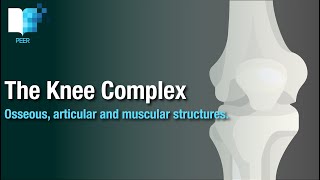 The Anatomy of the Knee Complex bones joints and muscles [upl. by Quincy]