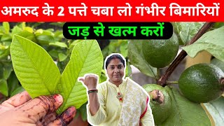 अमरुद के दो पत्ते चबा लो गंभीर बीमारियां जड़ से खत्म होगी  Guava Leaves Benifits  जड़ से करों खत्म [upl. by Iluj]