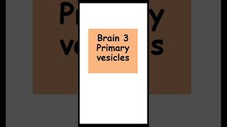 Primary brain vesicles anatomy biology Primary brain vesicles [upl. by Averi]