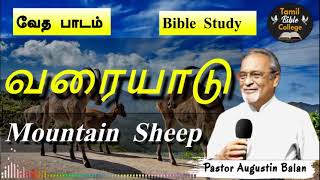 வரையாடு  Mountain Sheep  Bible Study  BroAugustin Balan  tamilbiblecollege [upl. by Enelloc]