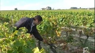 Les vendanges au Château dYquem [upl. by Mccready]