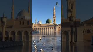 Seyyed abdul wasi qadri razvi naat shorts new viralvideo [upl. by Analla]