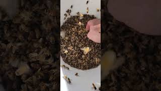 Honey Bees cleaning up some wax capping in a bucket ASMR [upl. by Ahsai]