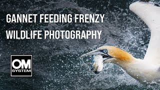 Capturing the chaos of a GANNET FEEDING FRENZY at BEMPTON CLIFFS  OM System OM1 [upl. by Miles]