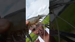 👉Caridean👍Shrimp👌Animal👈subscribe 🙏🙏🙏🙏 [upl. by Ellison]