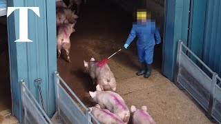 Undercover footage at Morrisons abattoir shows staff striking pigs [upl. by Kursh]