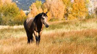 Buckskin Horse Dave Stamey [upl. by Tirma]