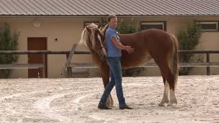 How to teach a young horse to quotYield the Hindquartersquot [upl. by Aelanna]