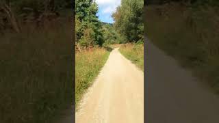 Getting lost in Dalby Forest labrador dog nature [upl. by Odnam]