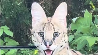 Wild Serval Cat eats Shrimp [upl. by Anitsenre]