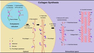 2020 4 connective tissue collagen synthesis melanophore GAGs [upl. by Marozas]