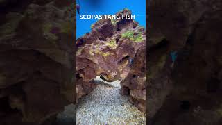 SCOPAS TANG FISH [upl. by Acirretal]