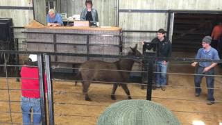 Shipshewana Horse Auction 111816 Part 1 [upl. by Subak]