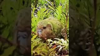 Kakapo rare and unique parrot 🦜 science facts [upl. by Aled]