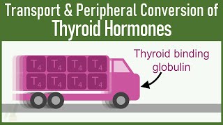 SECRETS of Transport and Peripheral Conversion of Thyroid Hormones THAT VERY FEW KNOWS [upl. by Nyllewell919]