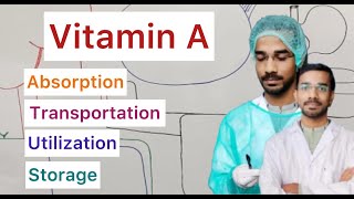 Vitamin A  Absorption  Transportation  Utilization  Storage [upl. by Airdnua]