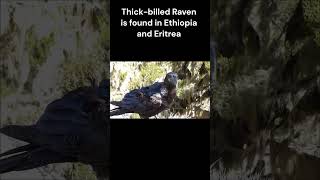 Thick Billed Raven  The Biggest Crow [upl. by Devinna196]