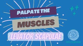 How to Palpate the Levator Scapulae bodywork anatomy muscles [upl. by Teemus]