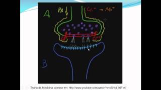 SINAPSES PARTE 3  TRANSMISSÃO SINÁPTICA [upl. by Netsreik533]