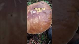 Boletus GIGANTEE💥 boletus gigante edulis mushroom fungi nature micologia foryou viral fyp [upl. by Inwat]