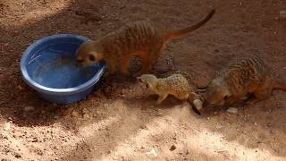 ErdmännchenBabys im Augsburger Zoo [upl. by Aihtennek795]