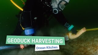 Geoduck Harvesting in Action  Ocean Kitchen [upl. by Whorton]