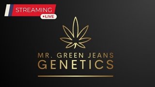 Live w Mr Green Jeans Genetics [upl. by Forkey997]