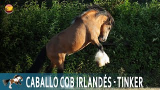 CABALLO COB IRLANDÉS los caballos de los nómadas irlandeses e ingleses RAZAS DE CABALLOS [upl. by Cairistiona980]