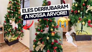 OS GATINHOS QUEBRARAM NOSSA ÁRVORE DE NATAL 😭🎄 [upl. by Ahsiken813]