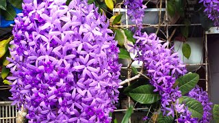 Sandpaper Vine Tree  Western Blue Bird Vine Plant Petrea volubilis [upl. by Siegel]