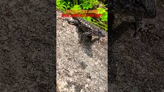 EASTERN FENCE LIZARD Sceloporus undulatus Edwin Williams sci res youtubeshorts nature [upl. by Zoha]