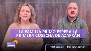 LA FAMILIA PRIMO ESPERA LA PRIMERA COSECHA DE AZAFRÁN [upl. by Atsejam366]