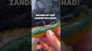 MASHED UP THE ZANDER PRO SHAD pikefishing lurefishing [upl. by Euqram]