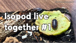 Isopod live together 1 [upl. by Earlie104]