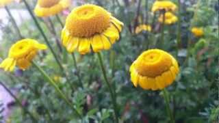 Golden Marguerite Cota Tinctoria  Yellow Chamomile  20120611 [upl. by Ahsat]