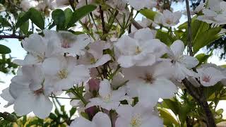 prunus amanogawa flowering in Spring [upl. by Yeo249]