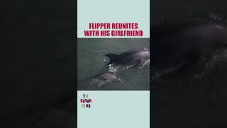 Flipper Reunites With His Girlfriend  Flipper Shorts [upl. by Frost657]