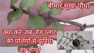 How to treat wrinkles in jade plants leavessickleggy planttips for jade plant [upl. by Atiekal]