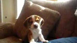 beagle puppy howl [upl. by Korney789]