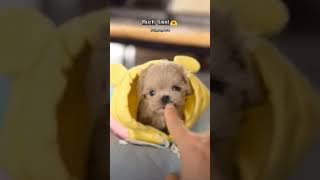 Is This The CUTEST Puppy Surprise Ever shorts puppy dogbreed doggos [upl. by Yrogiarc]