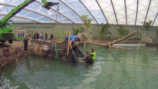 Burgers Zoo Mangrove erhält ersten Bewohner Seekühe eingezogen [upl. by Isteb267]