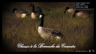 The Hunter  Chasse à la Bernache du Canada [upl. by Eniamaj]