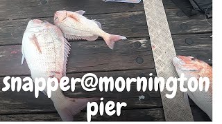 SNAPPER  MORNINGTON PIER [upl. by Lissner623]