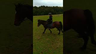 😍 fy horse horsefly equestrian equestrain ygequestrian flyp riding peggy [upl. by Nylegna]